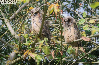 Hibou moyen-duc