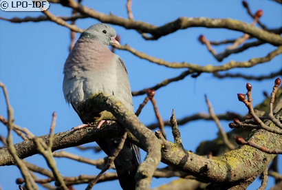 Pigeon colombin