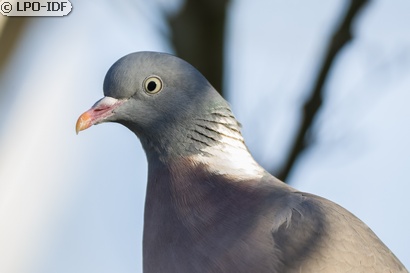 Pigeon ramier