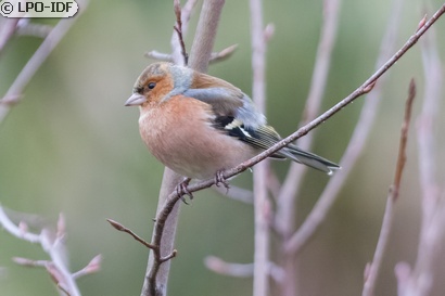 Pinson des arbres