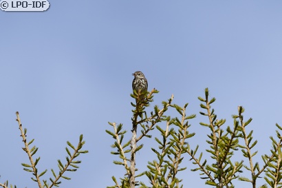 Pipit des arbres