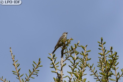 Pipit des arbres