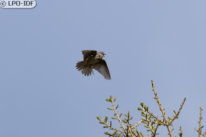 Pipit des arbres