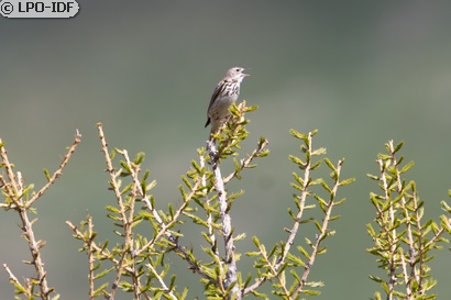 Pipit des arbres