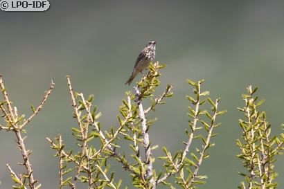Pipit des arbres