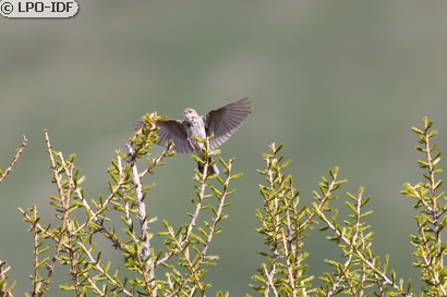 Pipit des arbres