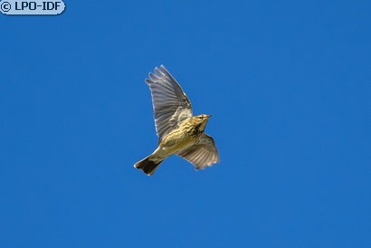 Pipit farlouse