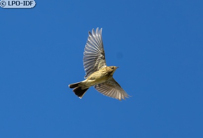 Pipit farlouse