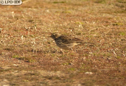 Pipit farlouse