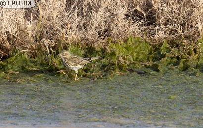 Pipit farlouse