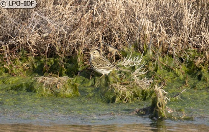 Pipit farlouse