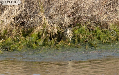 Pipit farlouse