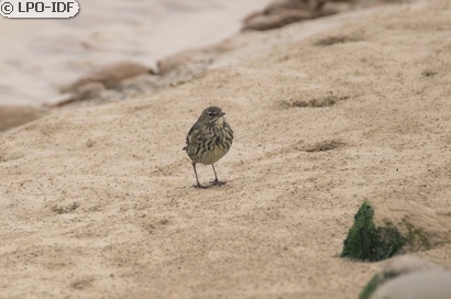 Pipit maritime