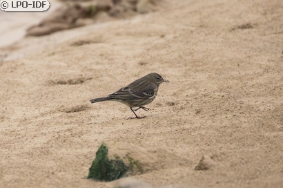 Pipit maritime