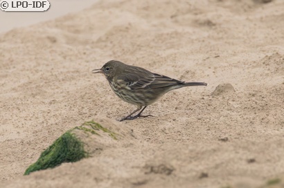 Pipit maritime