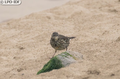 Pipit maritime