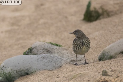 Pipit maritime