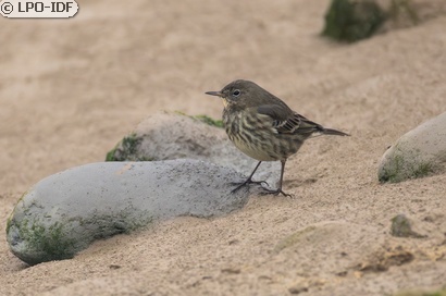 Pipit maritime
