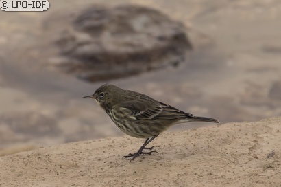 Pipit maritime