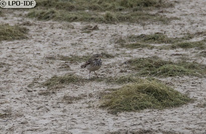 Pipit spioncelle