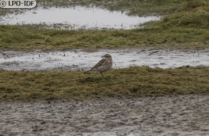 Pipit spioncelle