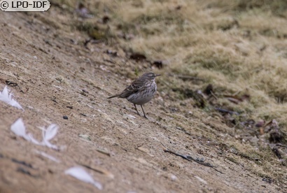 Pipit spioncelle