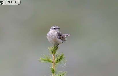 Pipit spioncelle