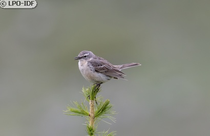 Pipit spioncelle