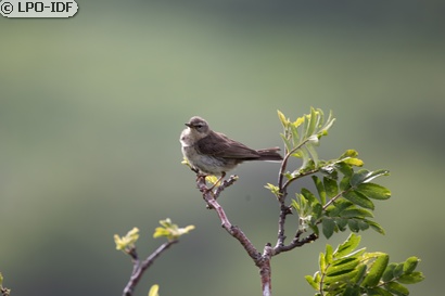 Pipit spioncelle