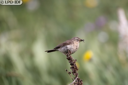 Pipit spioncelle