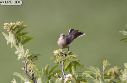 Pipit spioncelle