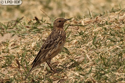 Pipit à gorge rousse