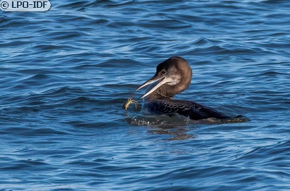 Plongeon imbrin