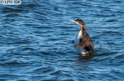 Plongeon imbrin