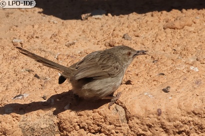 Prinia gracile