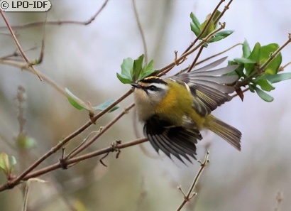 Roitelet à triple bandeau