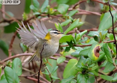 Roitelet à triple bandeau