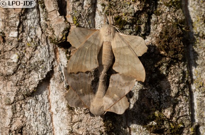 Sphinx du peuplier