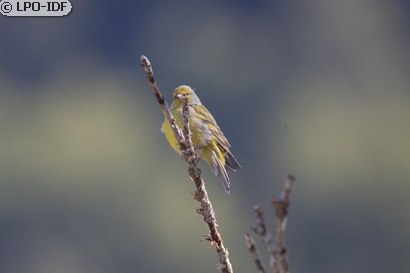 Venturon montagnard