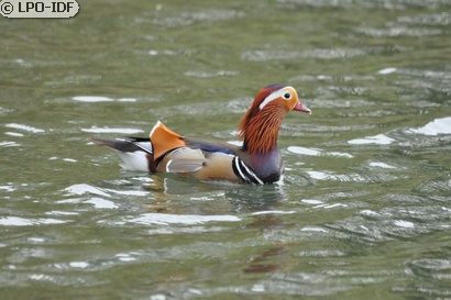 Canard mandarin