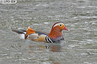 Canard mandarin