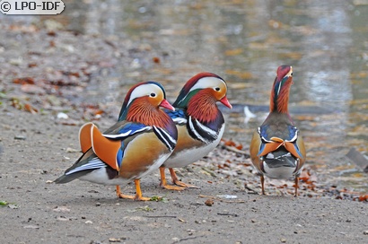 Canard mandarin
