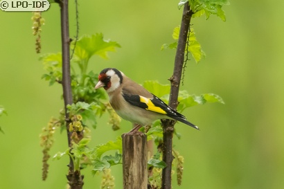 Chardonneret élégant