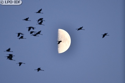 Grue cendrée