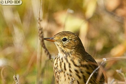 Pipit farlouse