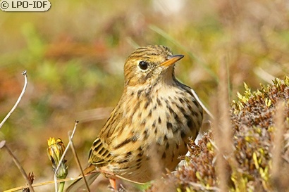 Pipit farlouse