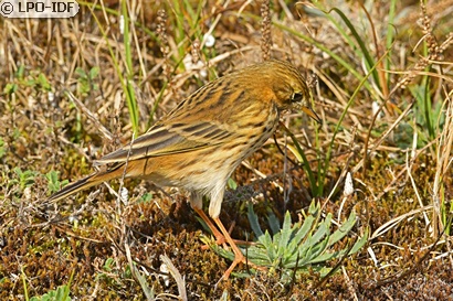 Pipit farlouse