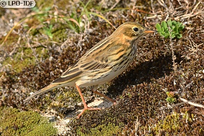 Pipit farlouse