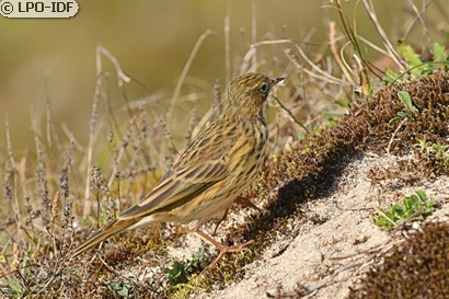 Pipit farlouse