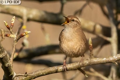 Troglodyte mignon